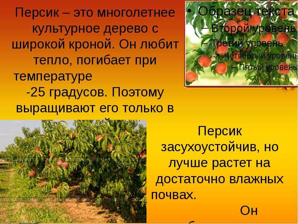 Описание персикового дерева: как выглядит, где растет