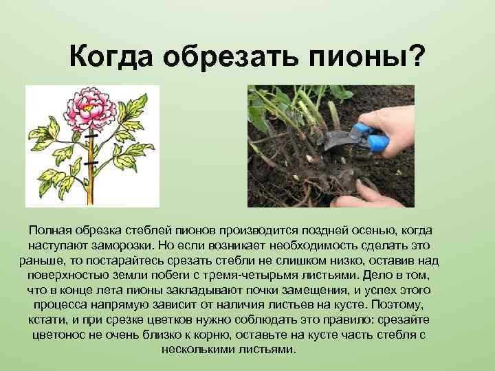Уход за пионами осенью и подготовка к зиме: обрезка, подкормка, укрытие