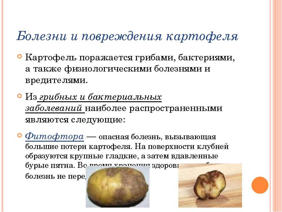 Заболевания картофеля и методы борьбы с ними — фазенда