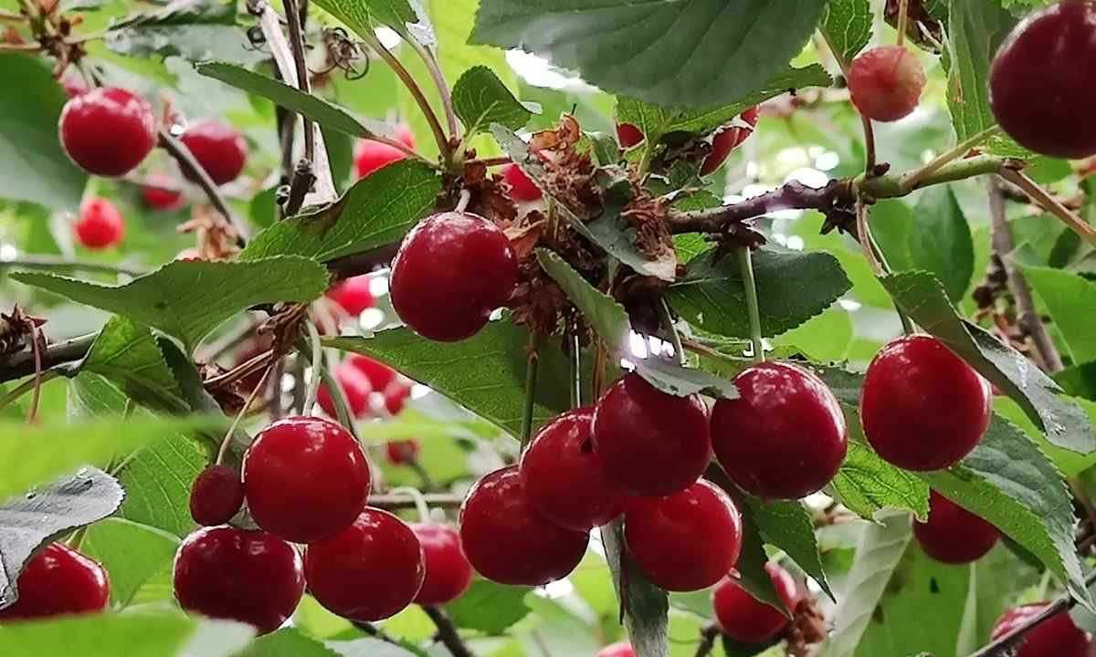 Карликовая песчаная вишня: описание, уход, фото