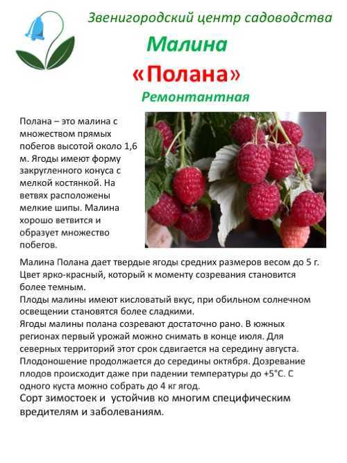 Малина евразия, описание и характеристики ремонтантного сорта