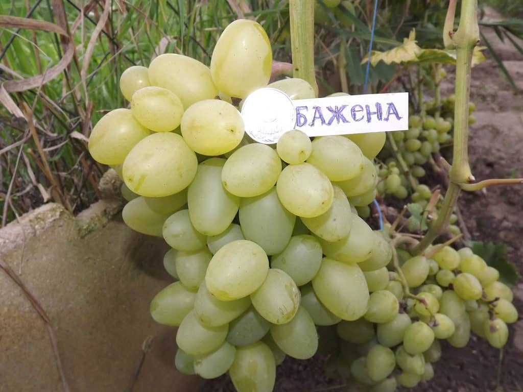 Виноград бажена: описание сорта, фото, отзывы, характеристики, технология посадки и выращивания