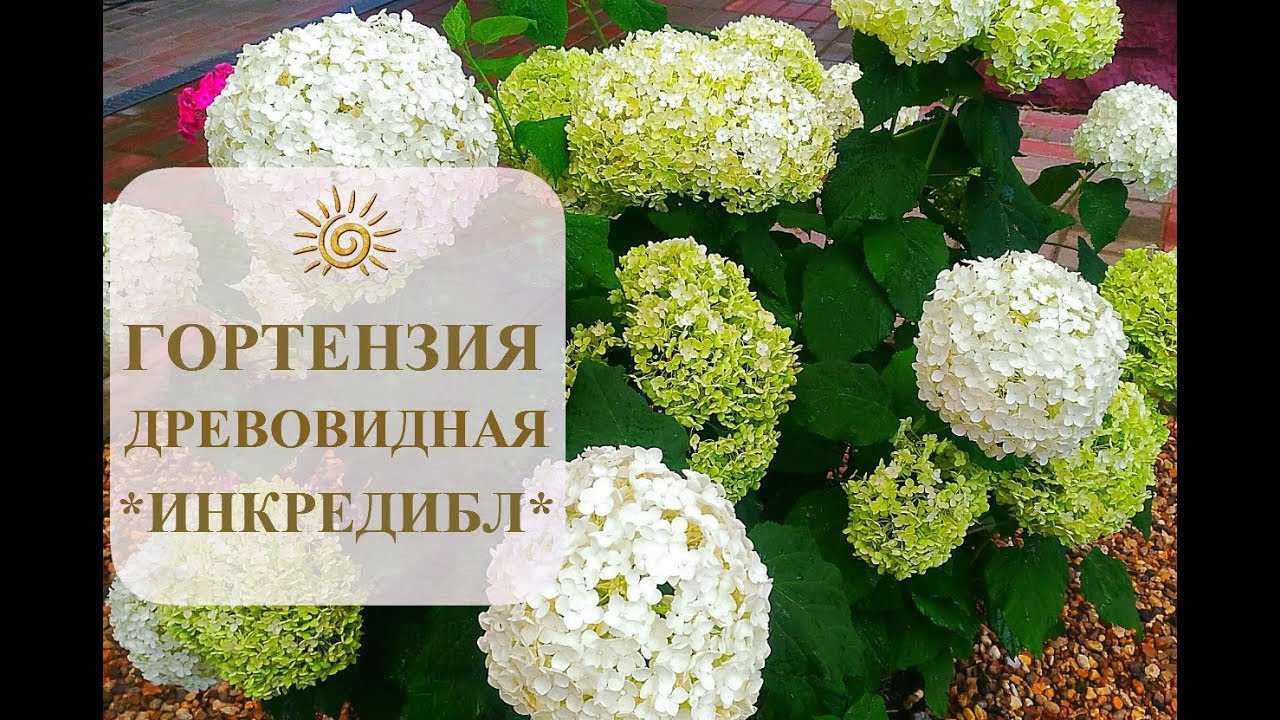 О сорте гортензии Инкредибл древовидная: описание, как посадить и ухаживать