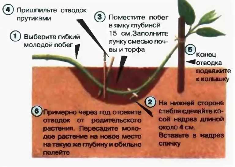 Способы размножения сливы