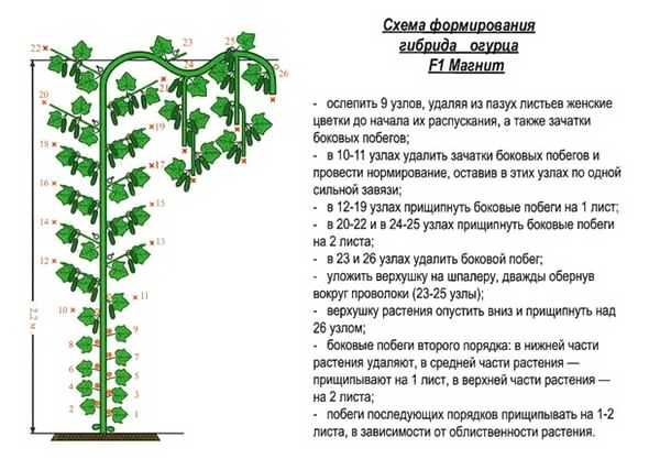 Выращивание кабачков рассадой и уход за ними в открытом грунте