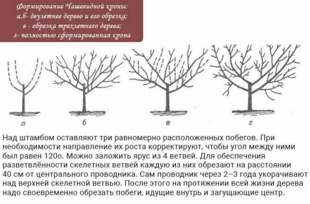 Обрезка груши — чтобы был хороший урожай, этапы роста, фото, формирование кроны. подрезка осенью, весной (схема + инструкции)