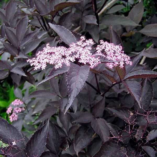 Бузина черная блэк тауэр, посадка и уход, полезные свойства — gardenbaden