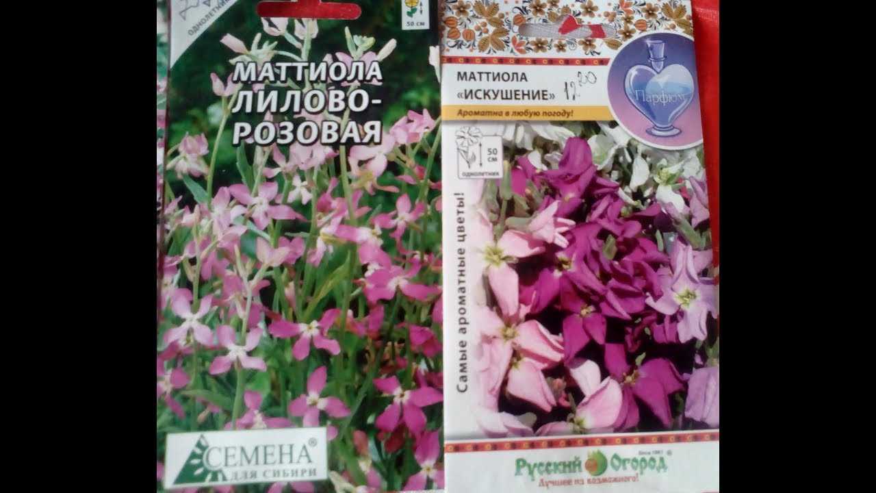 Когда и как сажать семена маттиолы двурогой на рассаду в домашних условиях