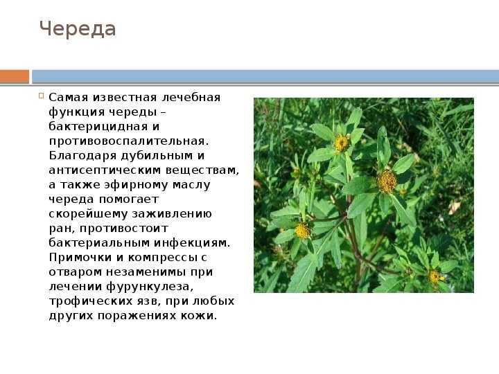 Череда трехраздельная: отличия от обычной, польза и вред