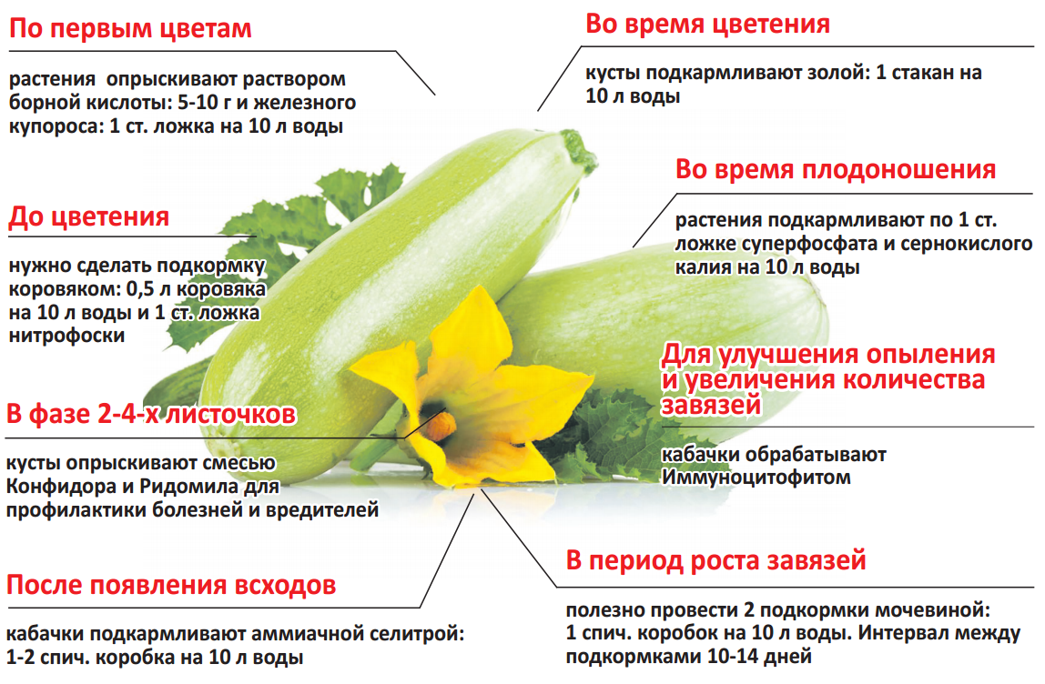 Хоста – посадка, выращивание и уход в открытом грунте