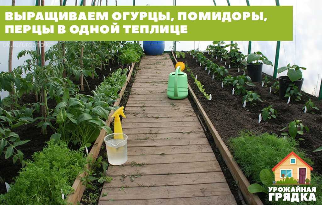 Баклажаны: выращивание и уход в теплице с огурцами, можно ли сажать рядом