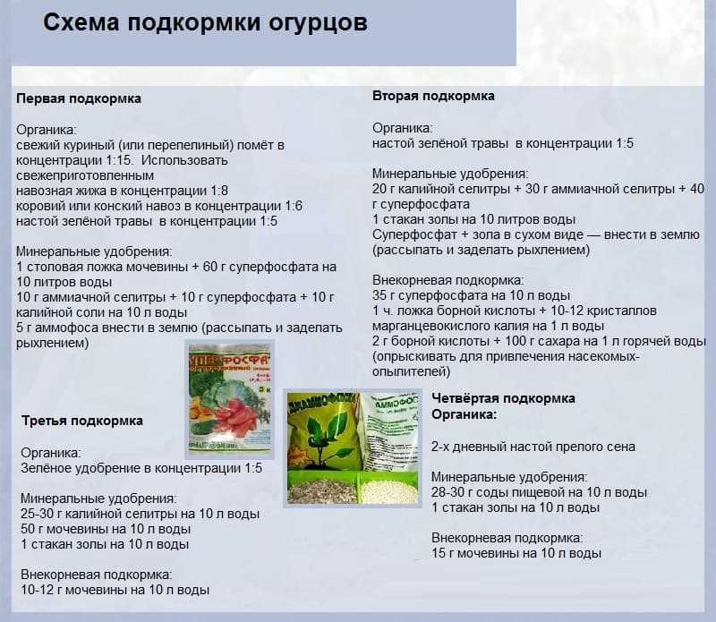 Чем подкормить рассаду огурцов первый раз после появления всходов и ее посадки в теплицу или открытый грунт