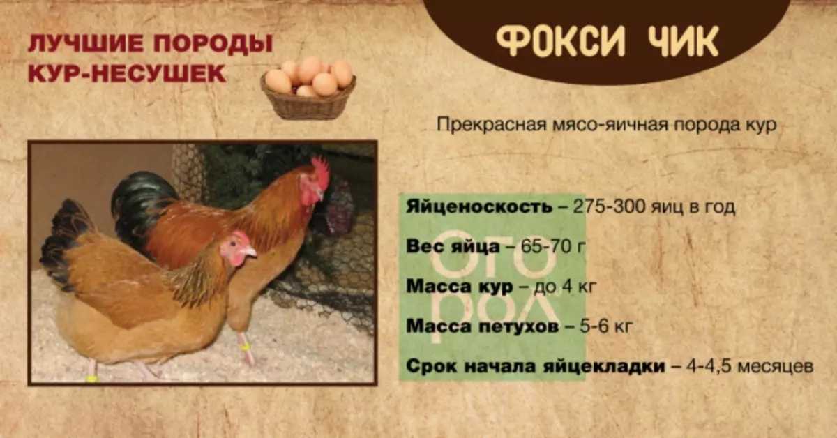 ᐉ фокси чик: описание породы кур, особенности содержания - zooon.ru