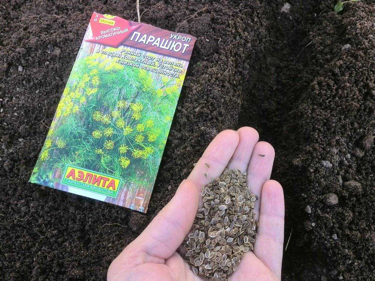 Как и когда сажать семена укропа в открытый грунт весной: сроки, правила, схемы