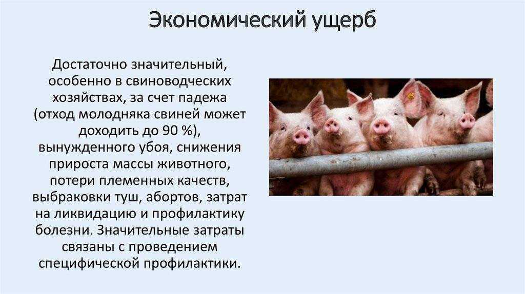 Что нужно знать про рожу свиней и другие болезни для победы над ними?