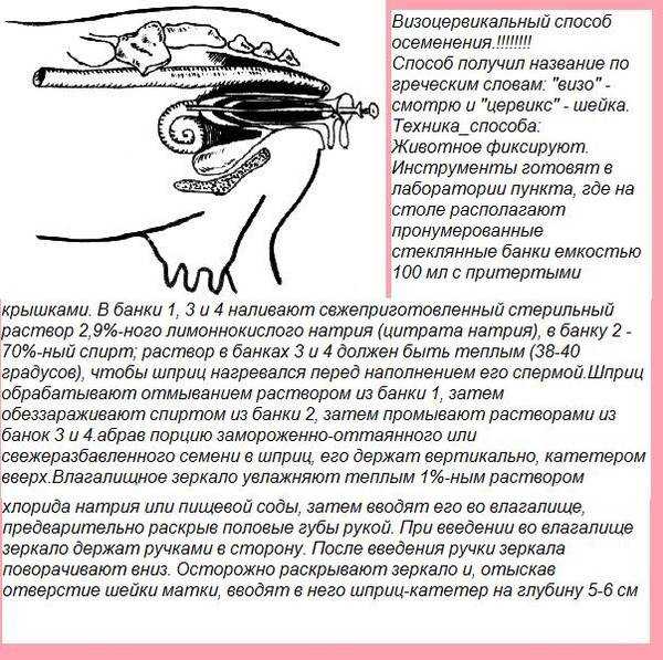 Искусственное осеменение коров, искусственное осеменение крс