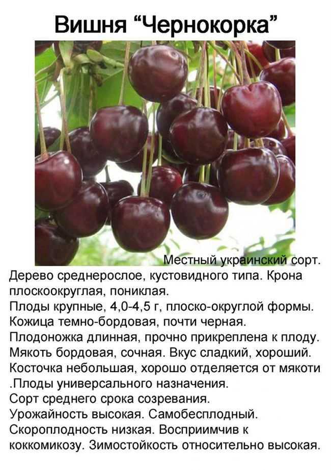 Описание и выращивание черешни сорта янтарная, выбор опылителей