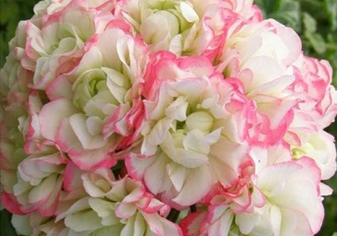 Пеларгония fischers appleblossom описание