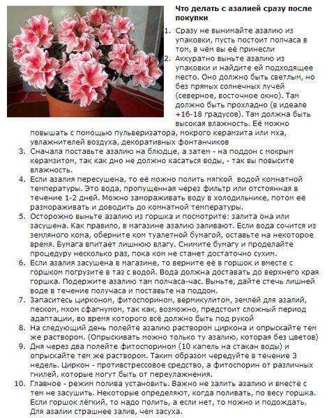 Азалии садовые: описание, посадка, уход (50 фото) +отзывы