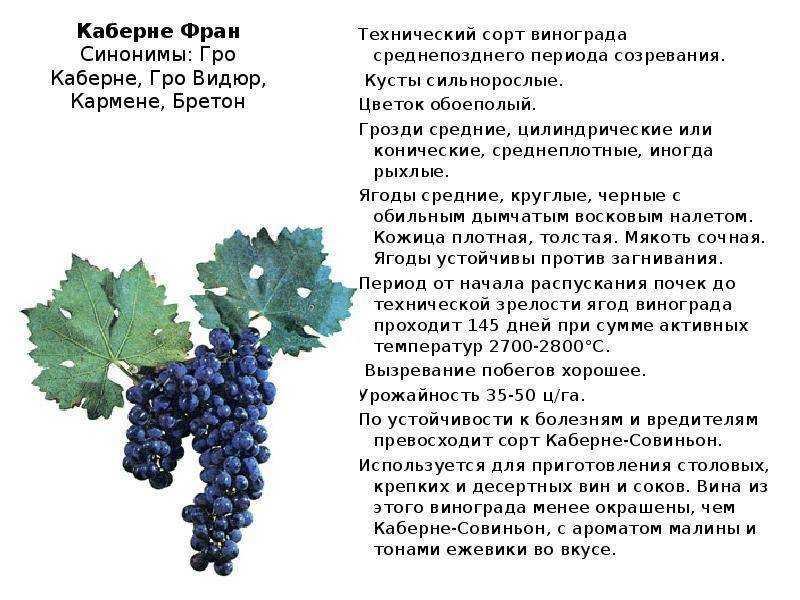Как правильно поливать виноград, как часто поливать весной и летом