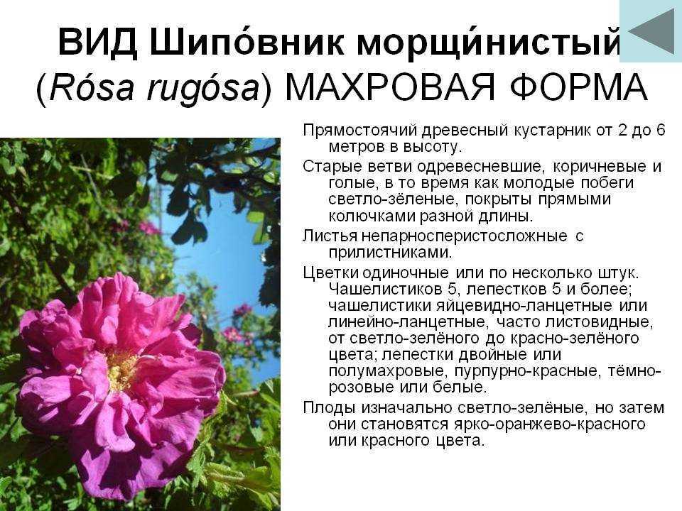 О сортах парковых роз: описание и характеристики, посадка, уход, выращивание