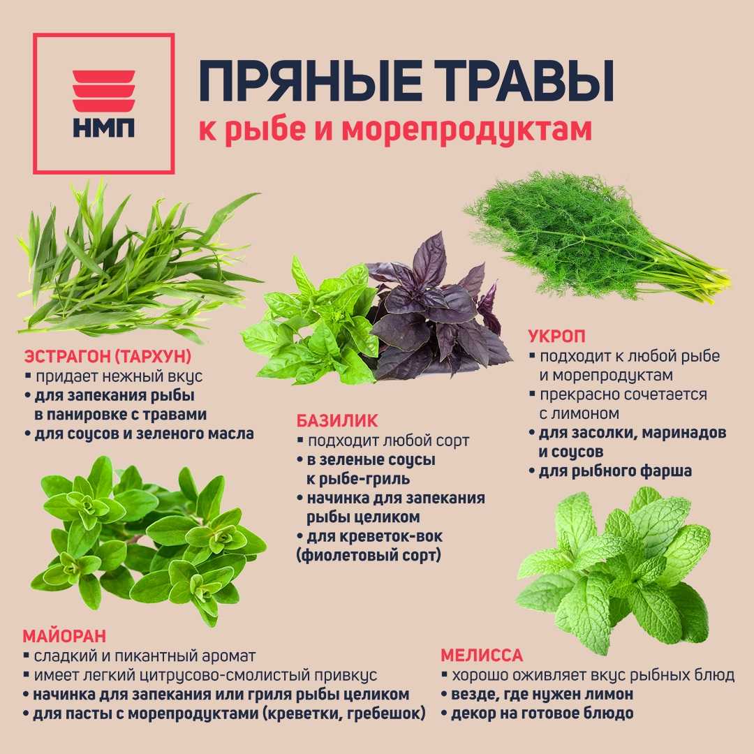 Кориандр или кинза