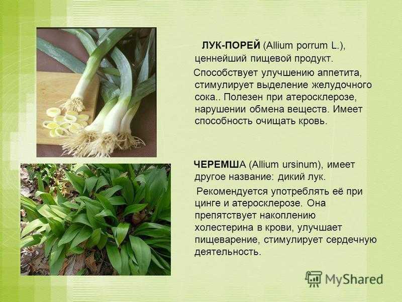 ✅ лук-порей: выращивание и уход, описание сорта, сбор и хранение урожая, фото