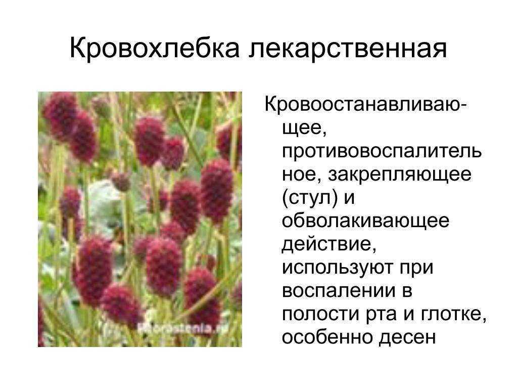 Кровохлебка: свойства и посадка и уход в открытом грунте