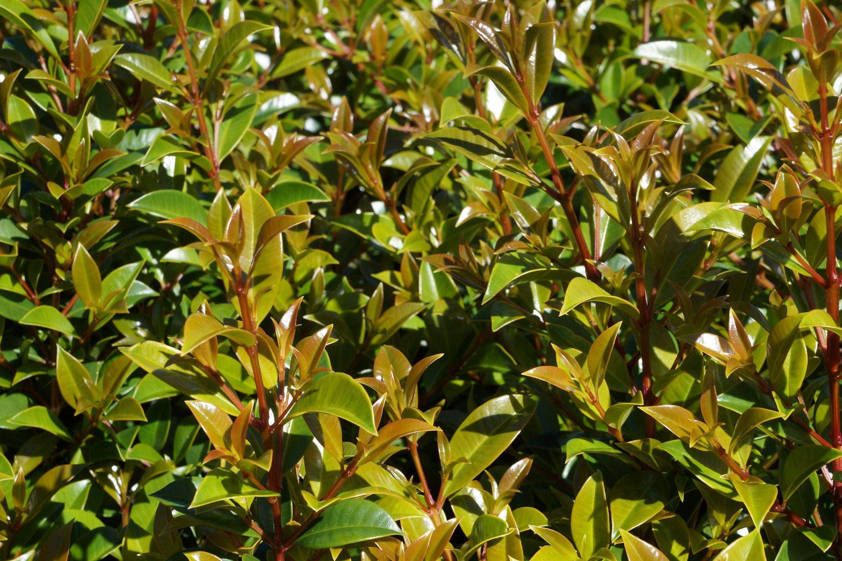 Растение евгения или eugenia myrtifolia, красивый куст ▷➡️ postposmo | постпост