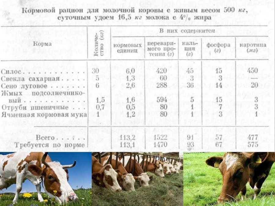 У коровы пропала жвачка: причины, что делать