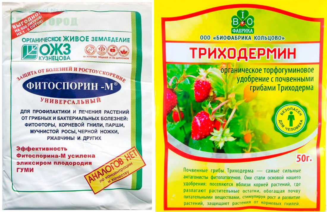 Фитофтороз томата (причины, профилактика и лечение), + 35 фото