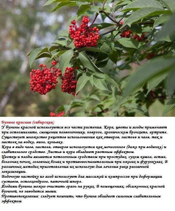 Бузина черная – описание, лечебные свойства, способы применения