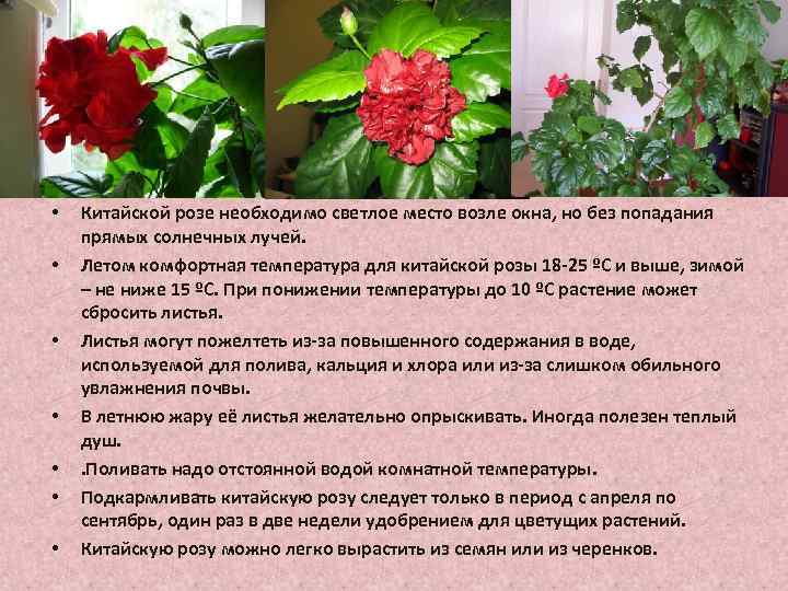 Гибискус садовый: правильная посадка и грамотный уход, фото. почему гибискус — цветок смерти, приносит ли он несчастье?