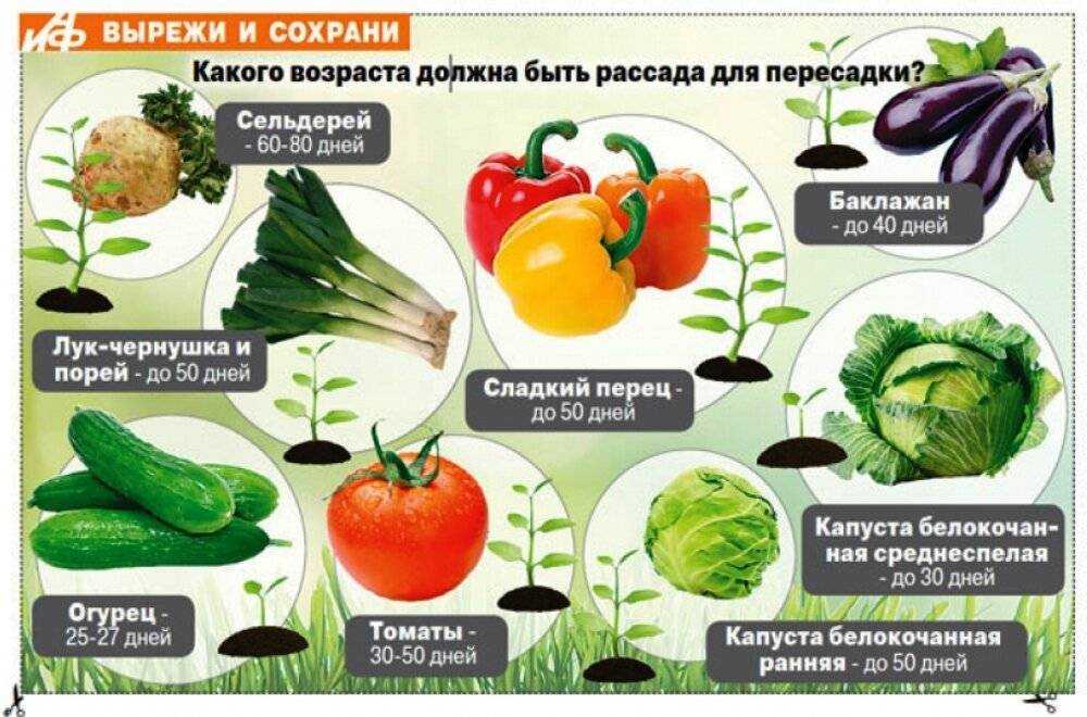 Сельдерей черешковый – выращивание и уход в открытом грунте в 2023 году на гудгрунт