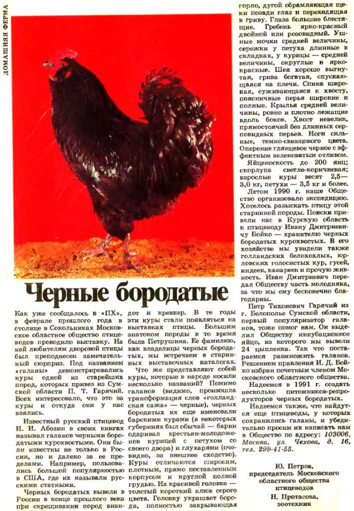 Породы кур с черным мясом: происхождение и описание, как выглядит, разведение