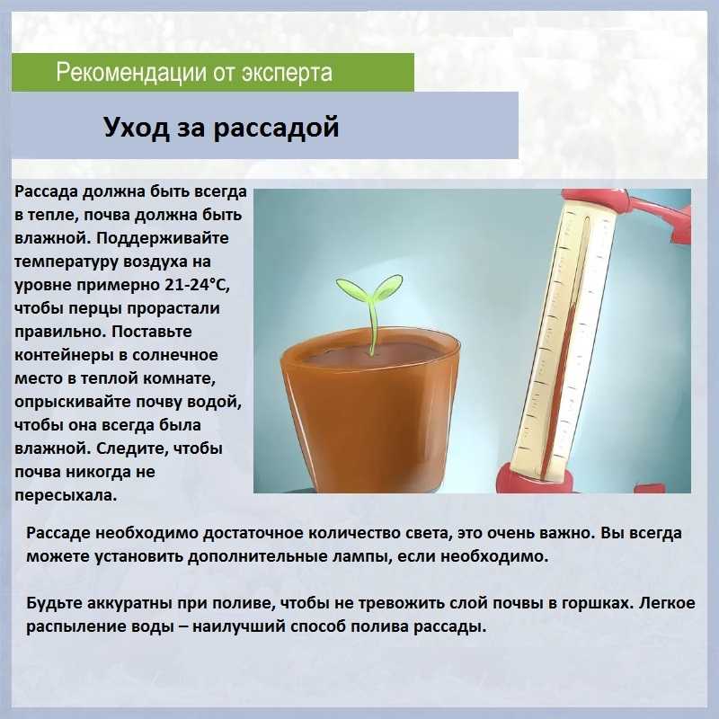 Уход за рассадой помидоров в домашних условиях, правила выращивания