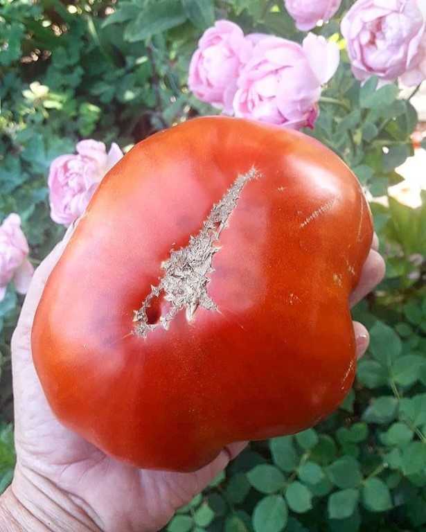 Сорт с притягательным названием и необыкновенным вкусом — томат «райское наслаждение»: выращиваем и дегустируем