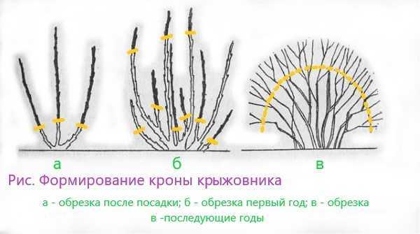 Обрезка смородины весной для начинающих в картинках пошагово