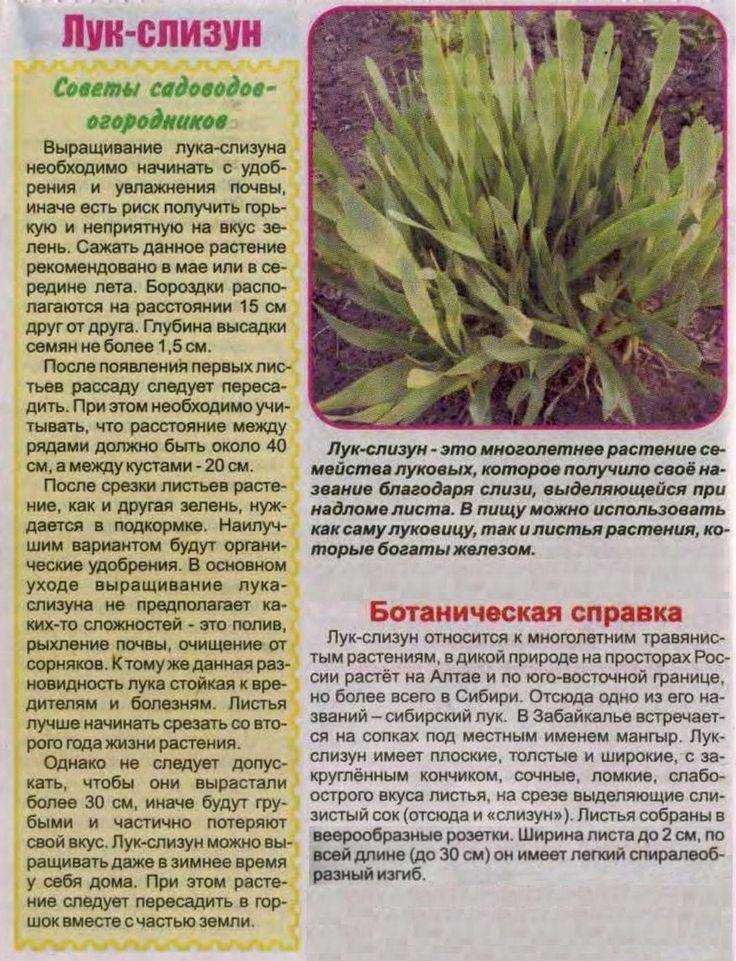 Лук слизун выращивание и уход лук слизун выращивание из семян когда сажать