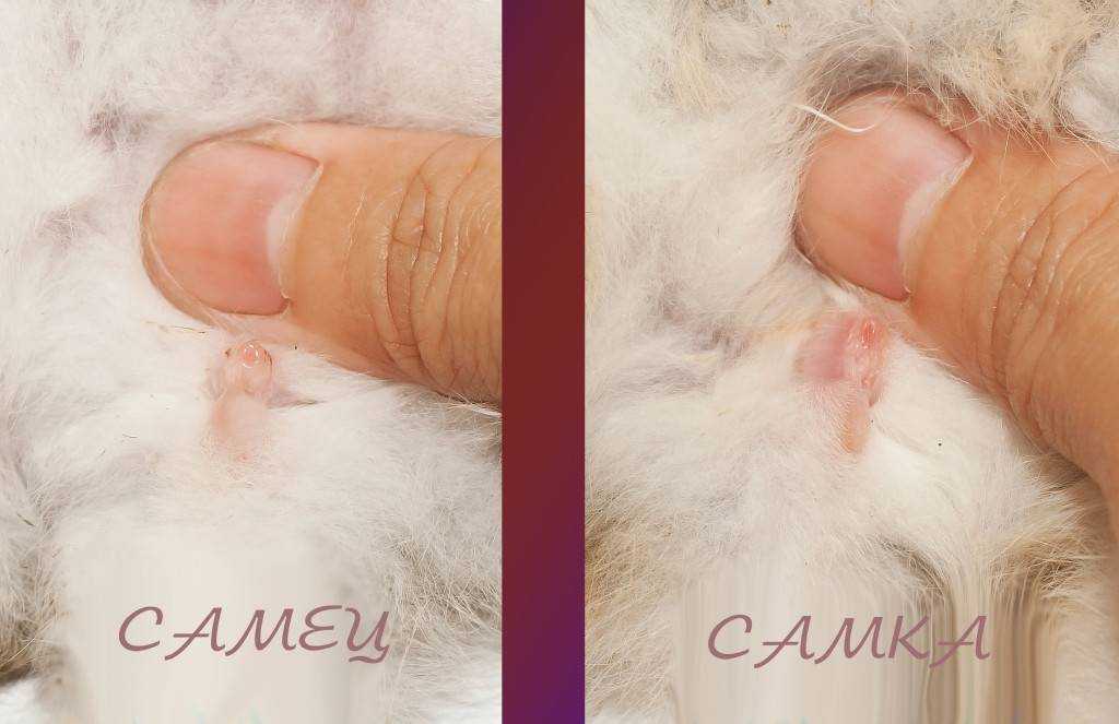 Как определить пол кролика и как отличить мальчика от девочки?