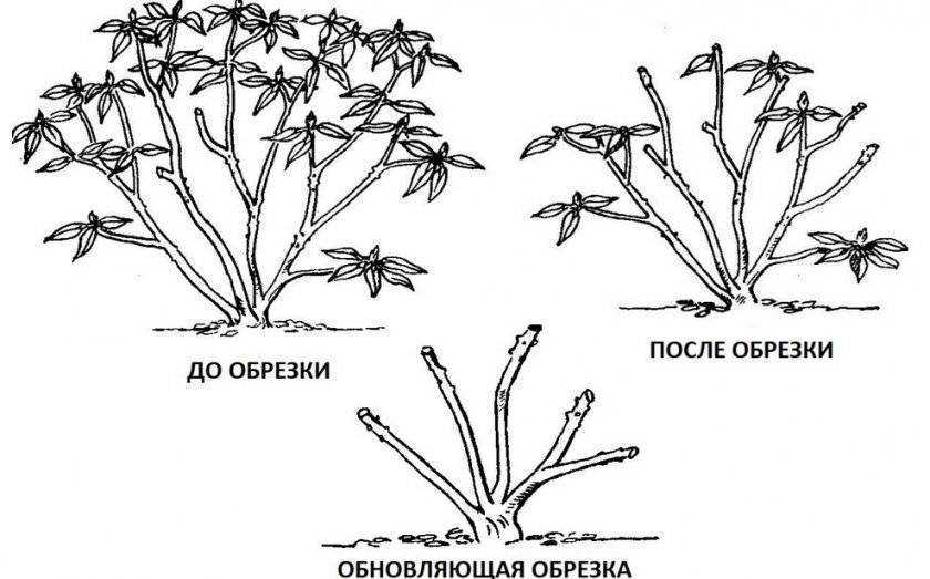 Выращивание и уход за ирисами после цветения