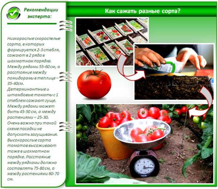 Характеристики, описание и выращивание томата мазарини