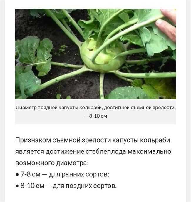 Капуста кольраби: выращивание и уход в открытом грунте с фото