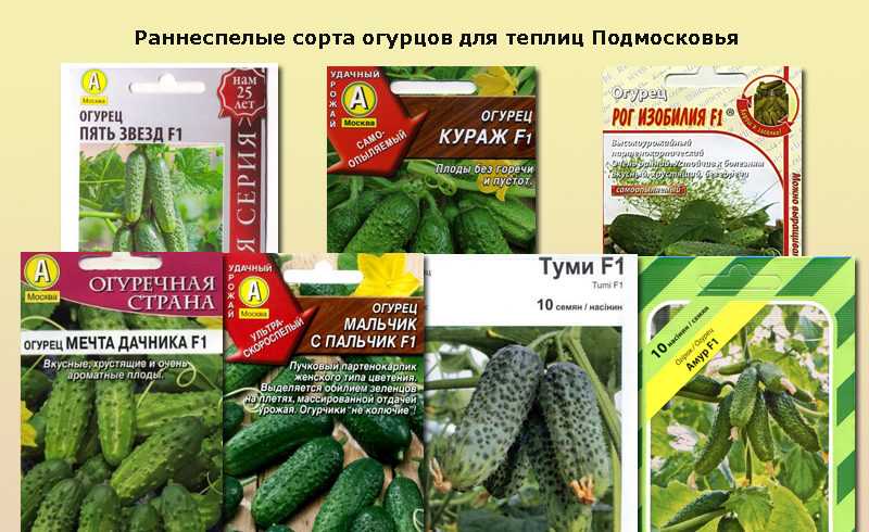 Ранние сорта огурцов: описания, отзывы дачников