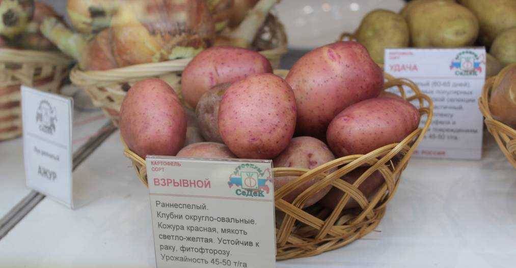 Малиновка: описание сорта картофеля, характеристики, агротехника