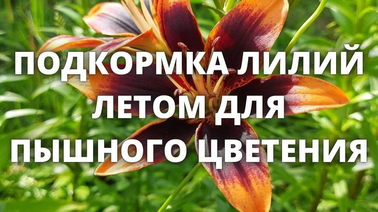 Чем подкормить лилии до и во время цветения, а также после сброса цветоносов