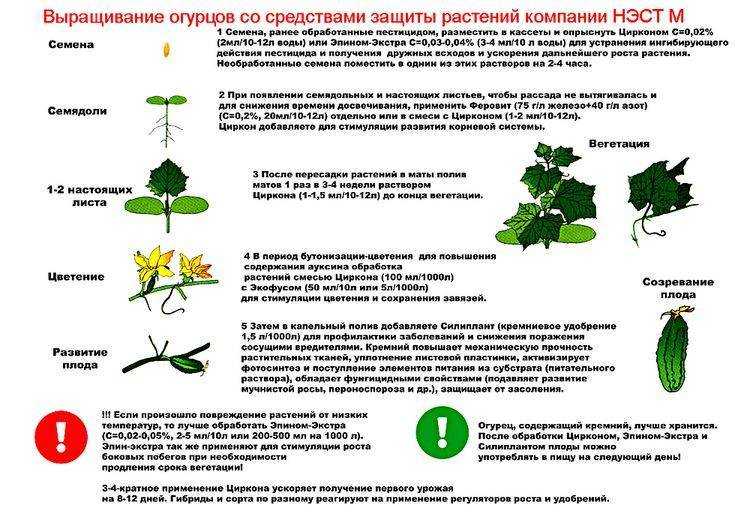 Почему огурцы растут крючком