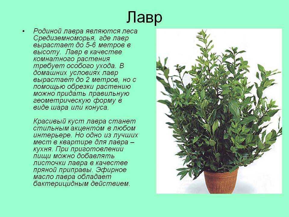 Как бороться с американкой – 6 способов и профилактика появления сорняка