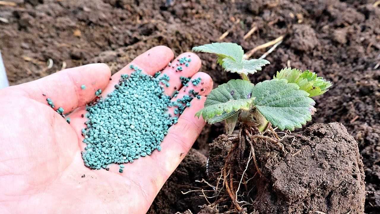 Чем подкормить клубнику весной, летом и в конце сезона, осенью
