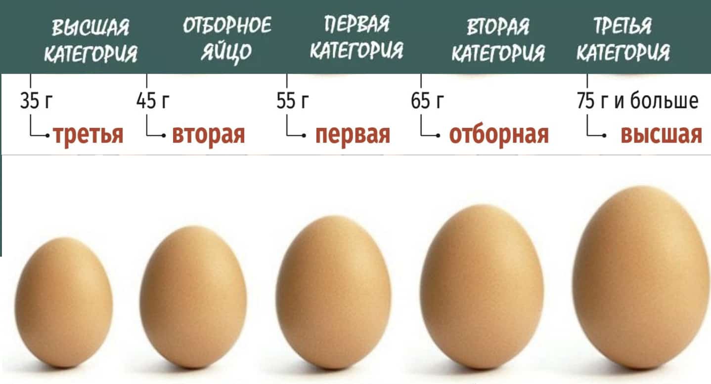 Какой вес в граммах имеет куриное яйцо: сырое, вареное, без скорлупы